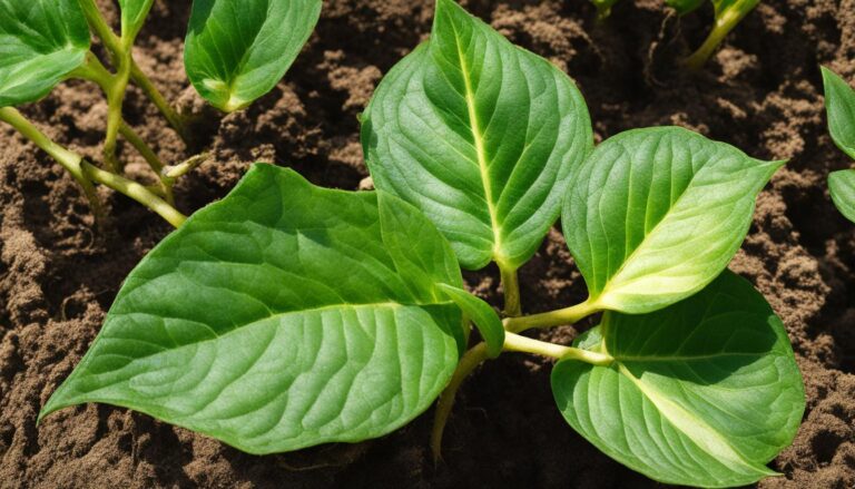 How to Beat Cobalt Deficiency in Plants?