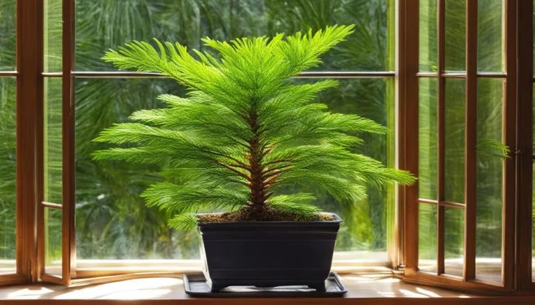 Maintaining a Norfolk Island Pine Indoors