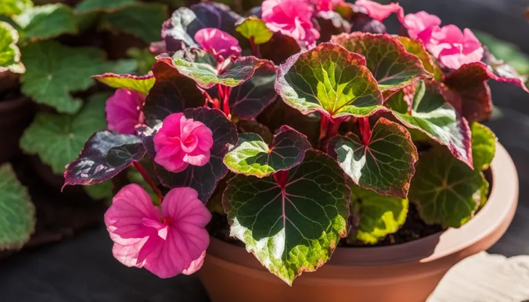 Rex Begonia Care and Cultivation
