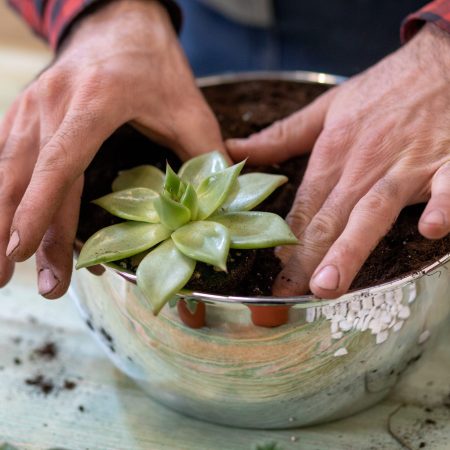gardener-making-planting-terrariums-with-succulents-cactuses (1)